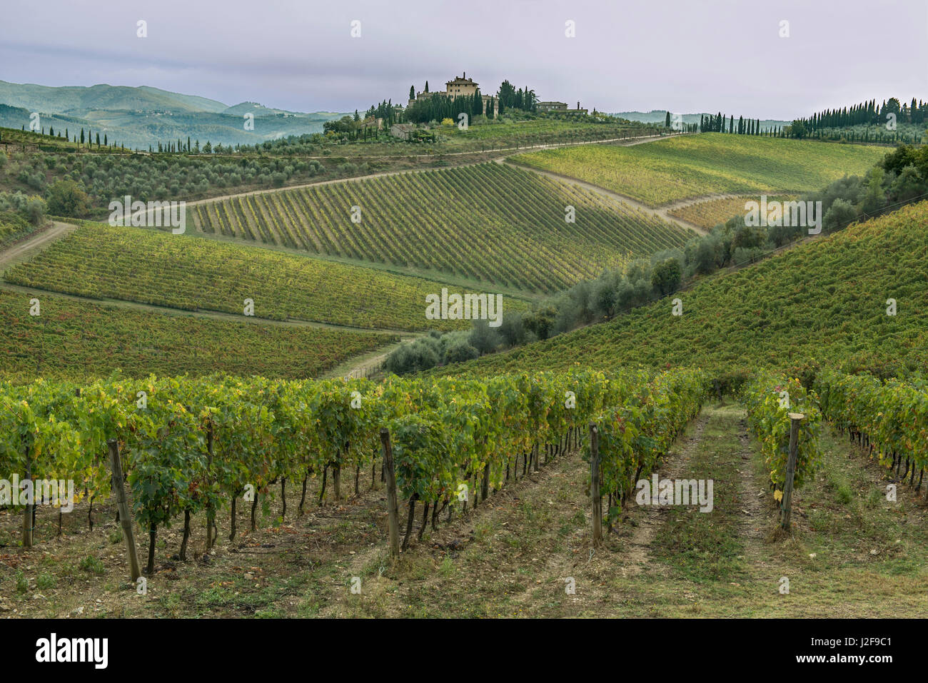 Italy, Tuscany, Chianti, Vineyard near Radda in Chianti (Large format sizes available) Stock Photo