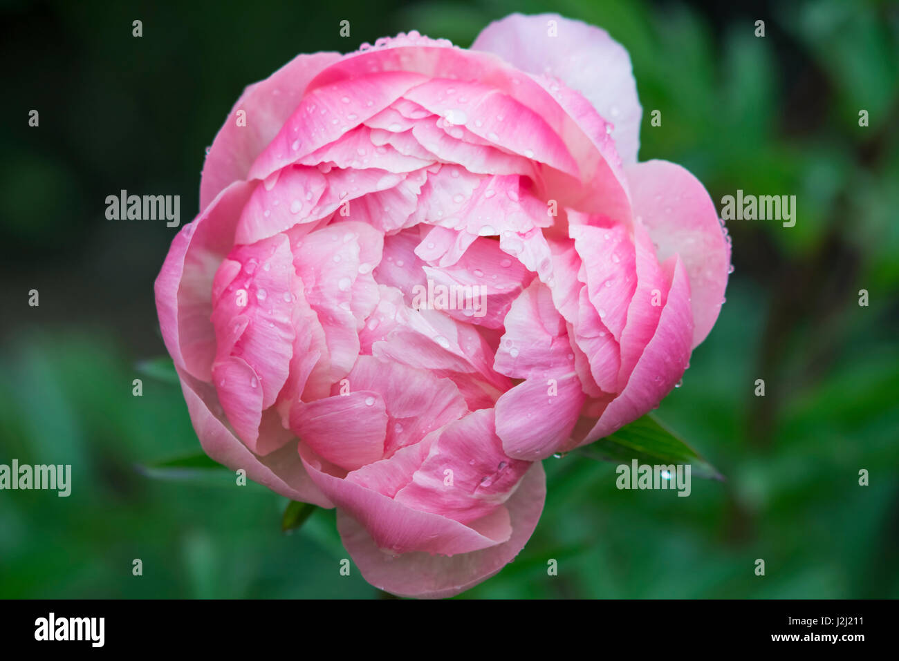 Washington State, Bellevue, Bellevue Botanical Garden, Peony (Large format sizes available) Stock Photo