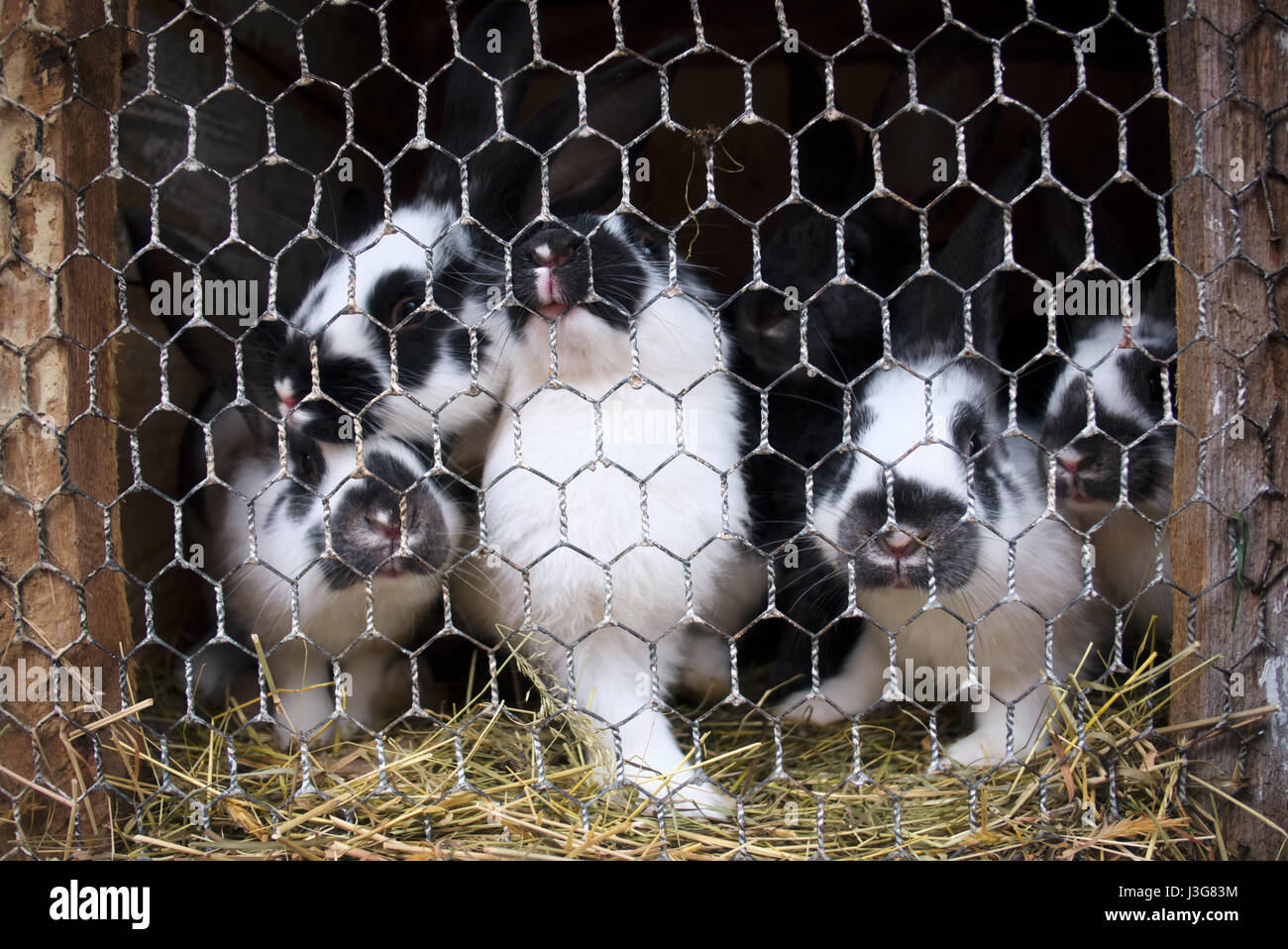 small rabbits in cage closeup Stock Photo