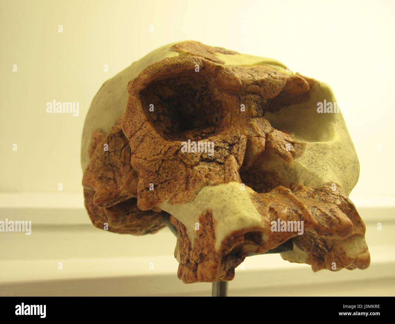 Homo habilis IMG 2913 Stock Photo