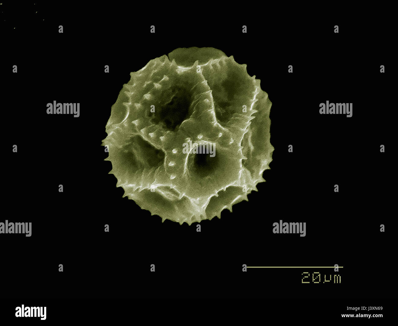 Dandelion pollen imaged in a scanning electron microscope Stock Photo