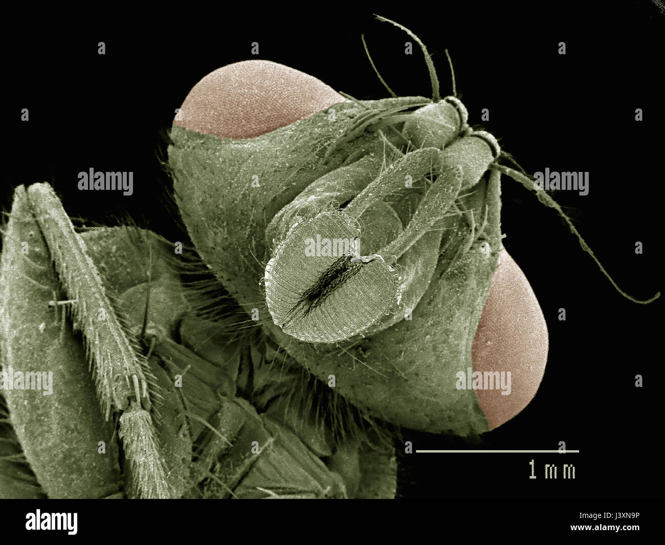 Head of house fly (Muscidae) imaged in a scanning electron microscope Stock Photo