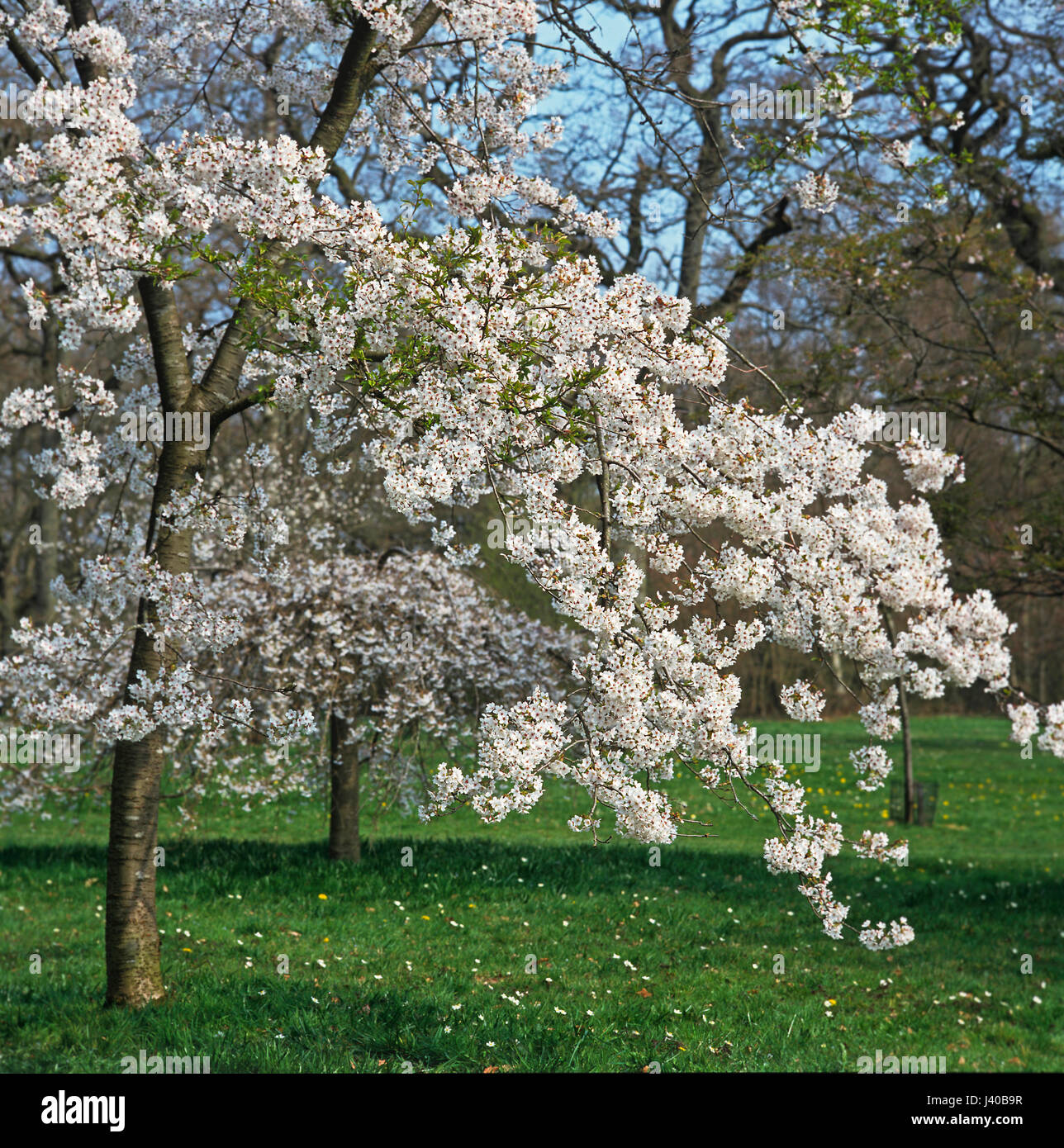 Flowering Cherry Prunus x Yedoensis Shidare Yoshino Stock Photo