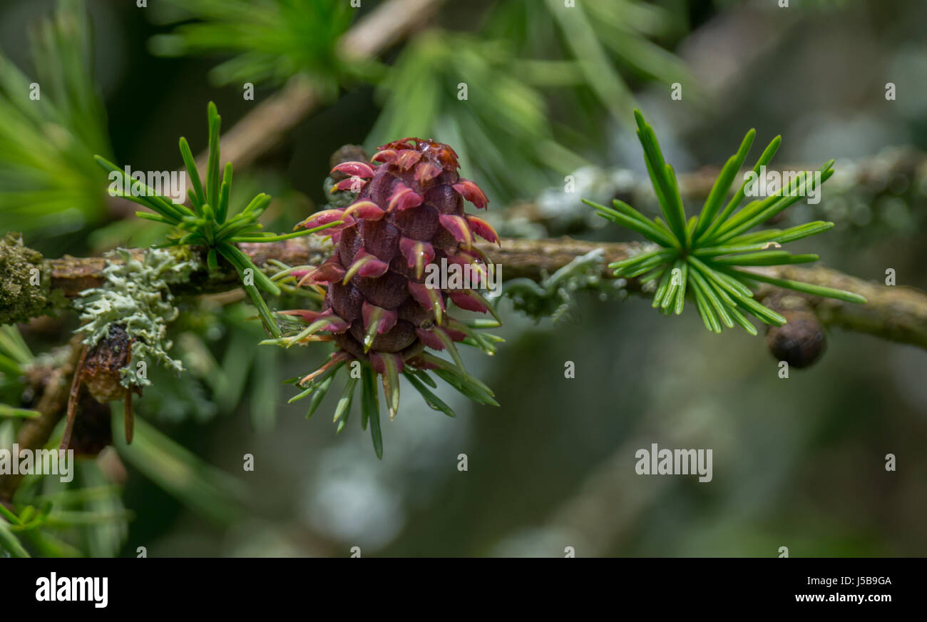 Close-up of an immature seedcone of the Western Larch, or Western Tamarack tree.  Near Lost Lagoon at Stanley Park in Vancouver British Columbia. Stock Photo