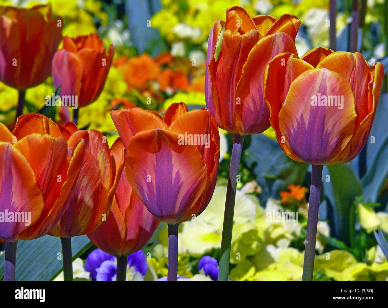 tulipa (garden in spring garb) Stock Photo