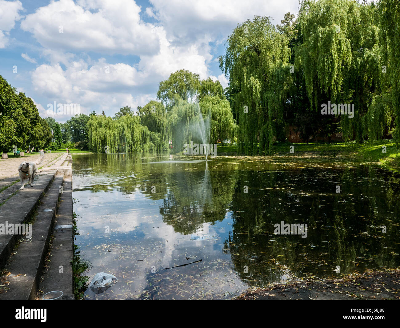 Dog cooling himself down in the park. Stock Photo