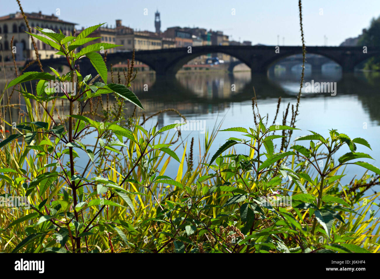 Alla Carraio Bridge over the River Arno with green plant in foreground, Florence, Italy Stock Photo