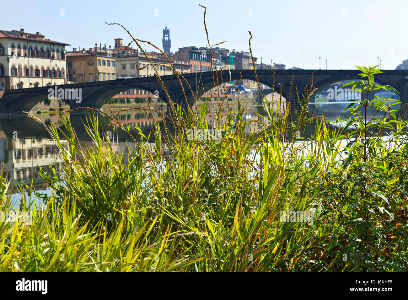 Alla Carraio Bridge over the River Arno with green plant in foreground, Florence, Italy Stock Photo