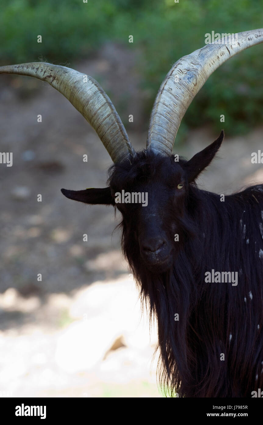 black goat Stock Photo