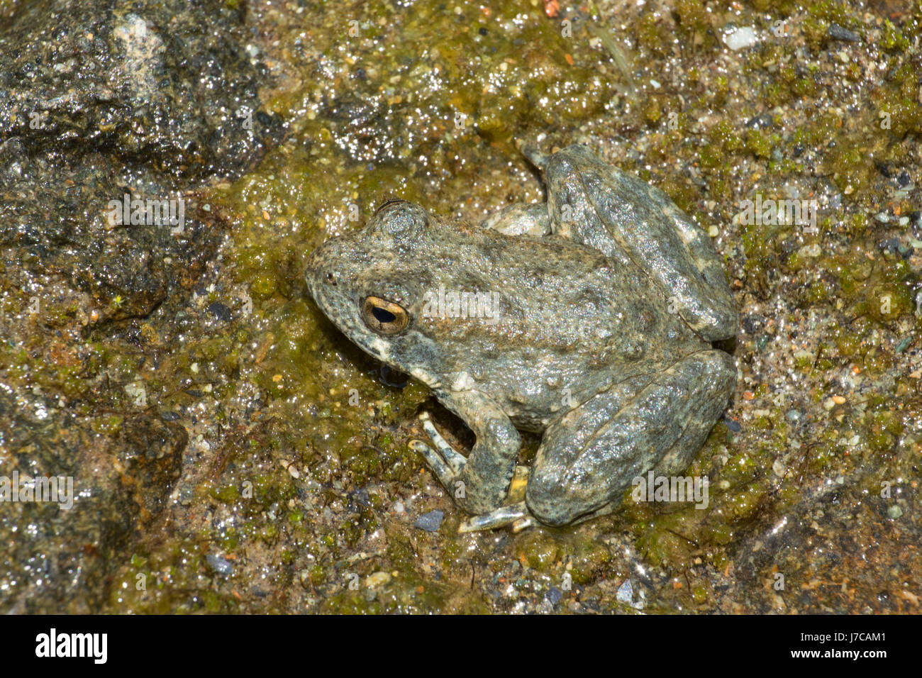 Foothill yellow-legged frog (Rana boylii), Smith River National Recreation Area, Smith Wild and Scenic River, Six Rivers National Forest, California Stock Photo