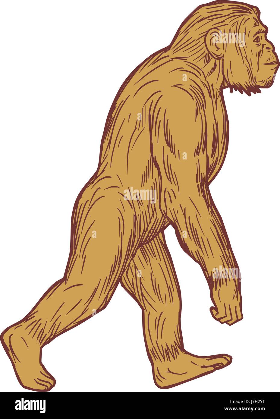 Drawing sketch style illustration of Homo habilis, a species of the tribe Hominini, during the Gelasian and early Calabrian stages of the Pleistocene  Stock Vector