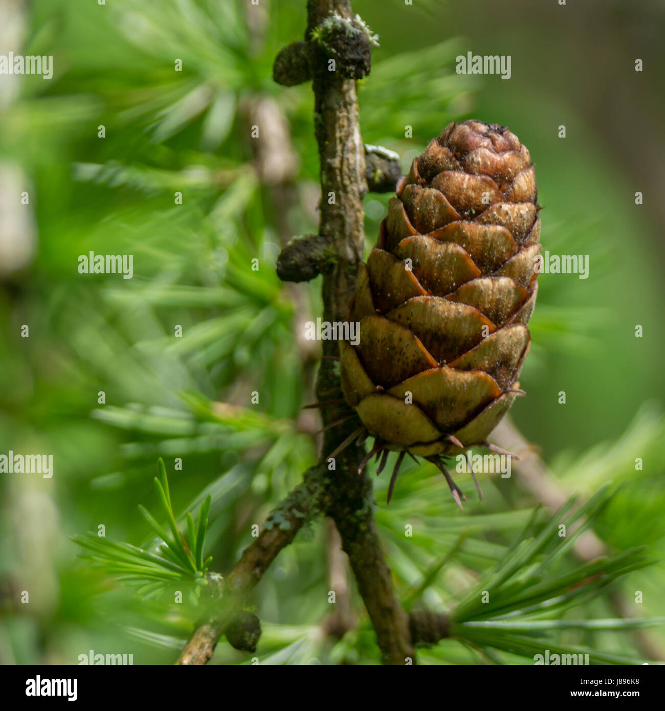 A string of mature seedcones of the Western Larch, or Western Tamarack tree.  Near Lost Lagoon at Stanley Park. Stock Photo