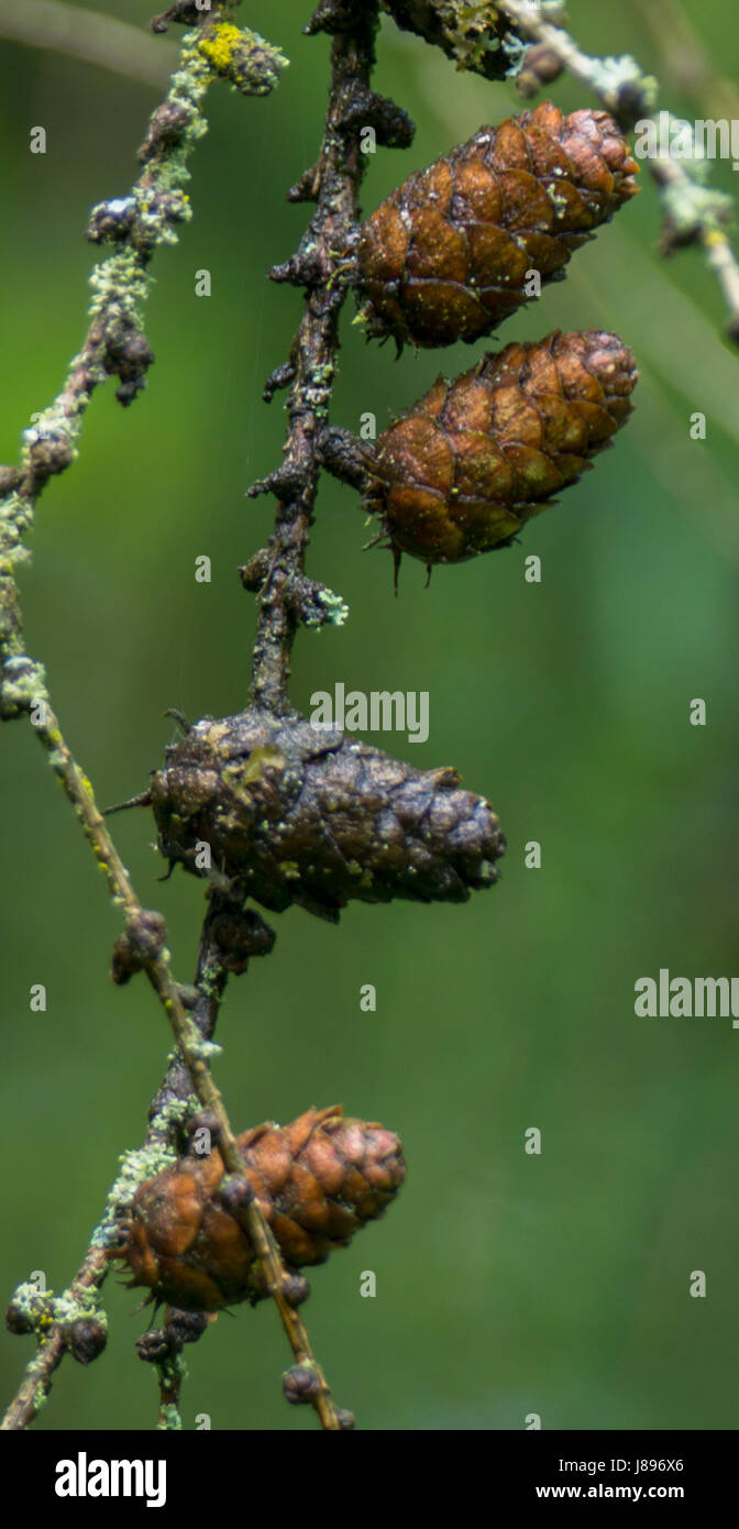 A string of mature seedcones of the Western Larch, or Western Tamarack tree.  Near Lost Lagoon at Stanley Park. Stock Photo