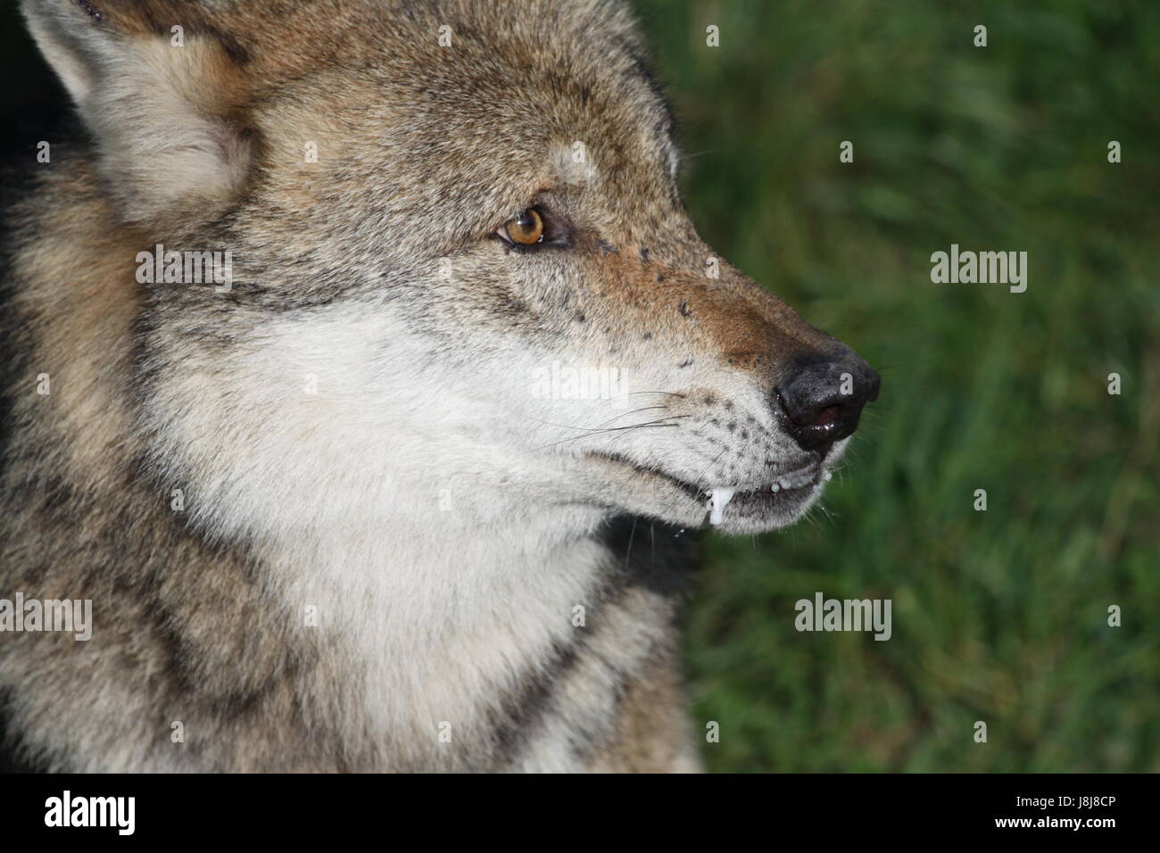 wolf, dog, predator, hoot, hooting, howling, howl, wolf, lupus, canis lupus, Stock Photo