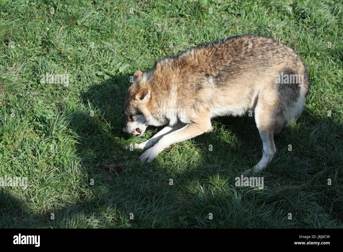 wolf, dog, predator, hoot, hooting, howling, howl, wolf, lupus, canis lupus, Stock Photo