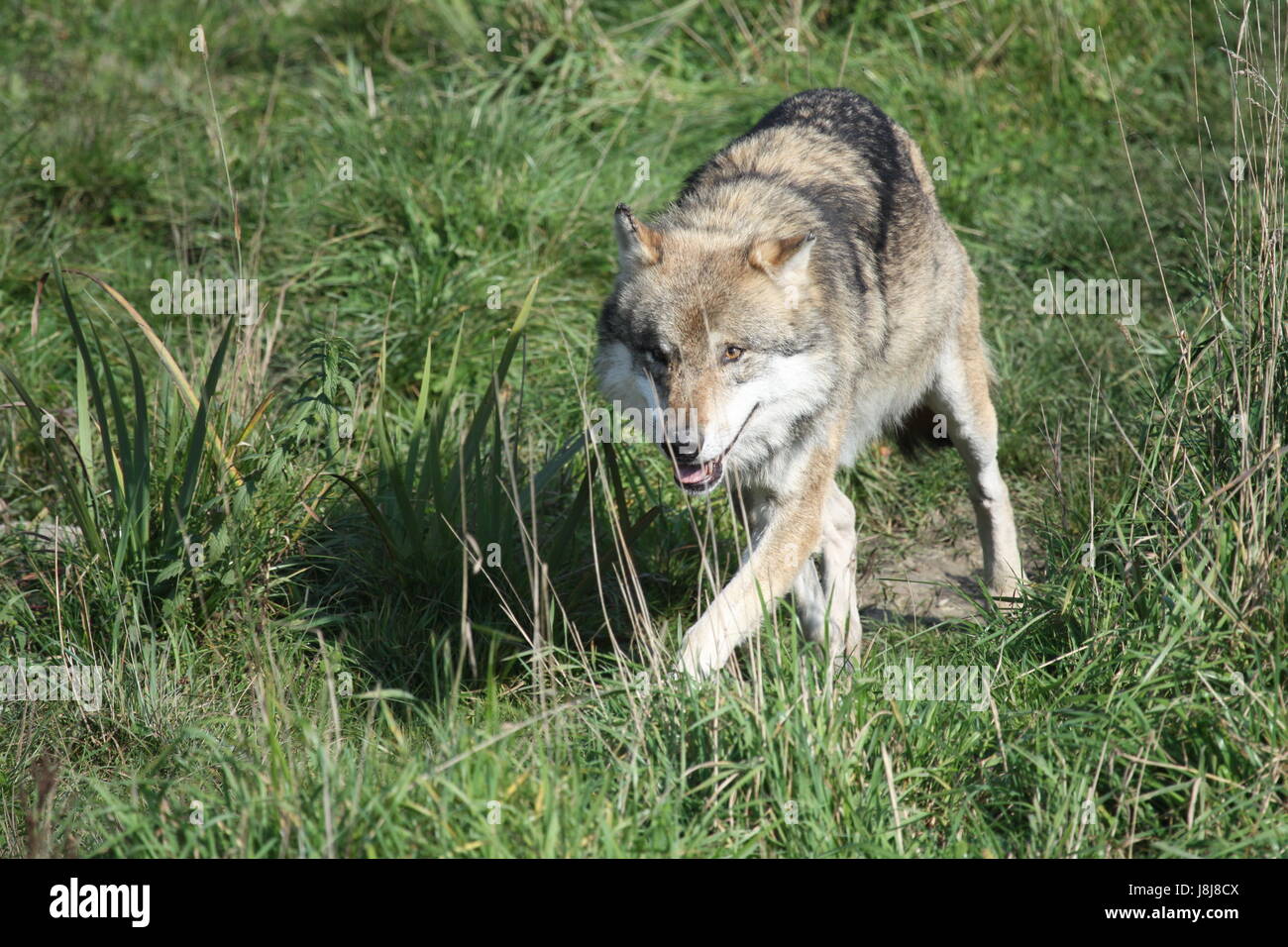 wolf, dog, predator, hoot, hooting, howling, howl, wolf, lupus, canis lupus, Stock Photo