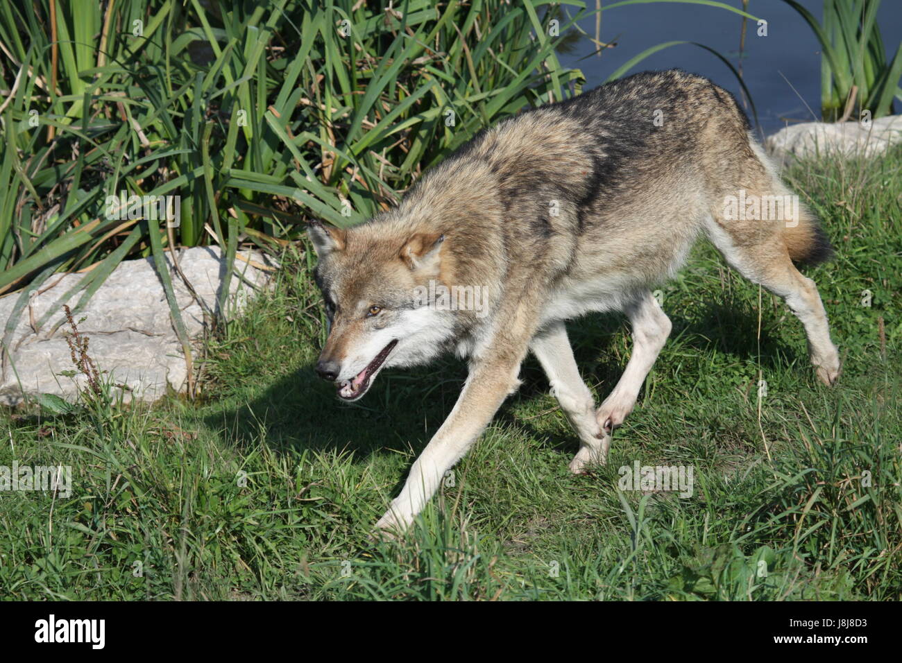 wolf, dog, predator, hoot, hooting, howling, howl, wolf, lupus, canis lupus, Stock Photo