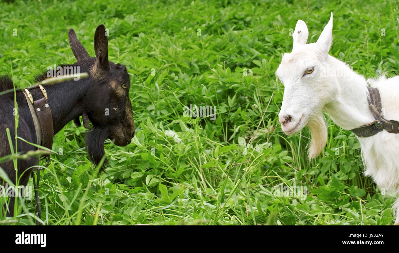 animal, mammal, agriculture, farming, goat, summer, summerly, beard, nature, Stock Photo