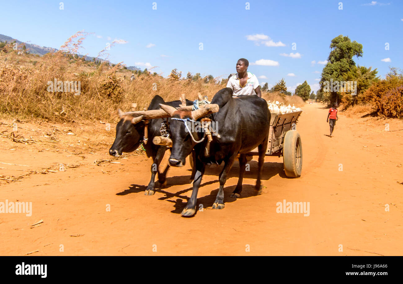 Man driving an ox cart carrying a load of maize just harvested from his field in Mphalale village, near Dedza, Malawi, Africa Stock Photo