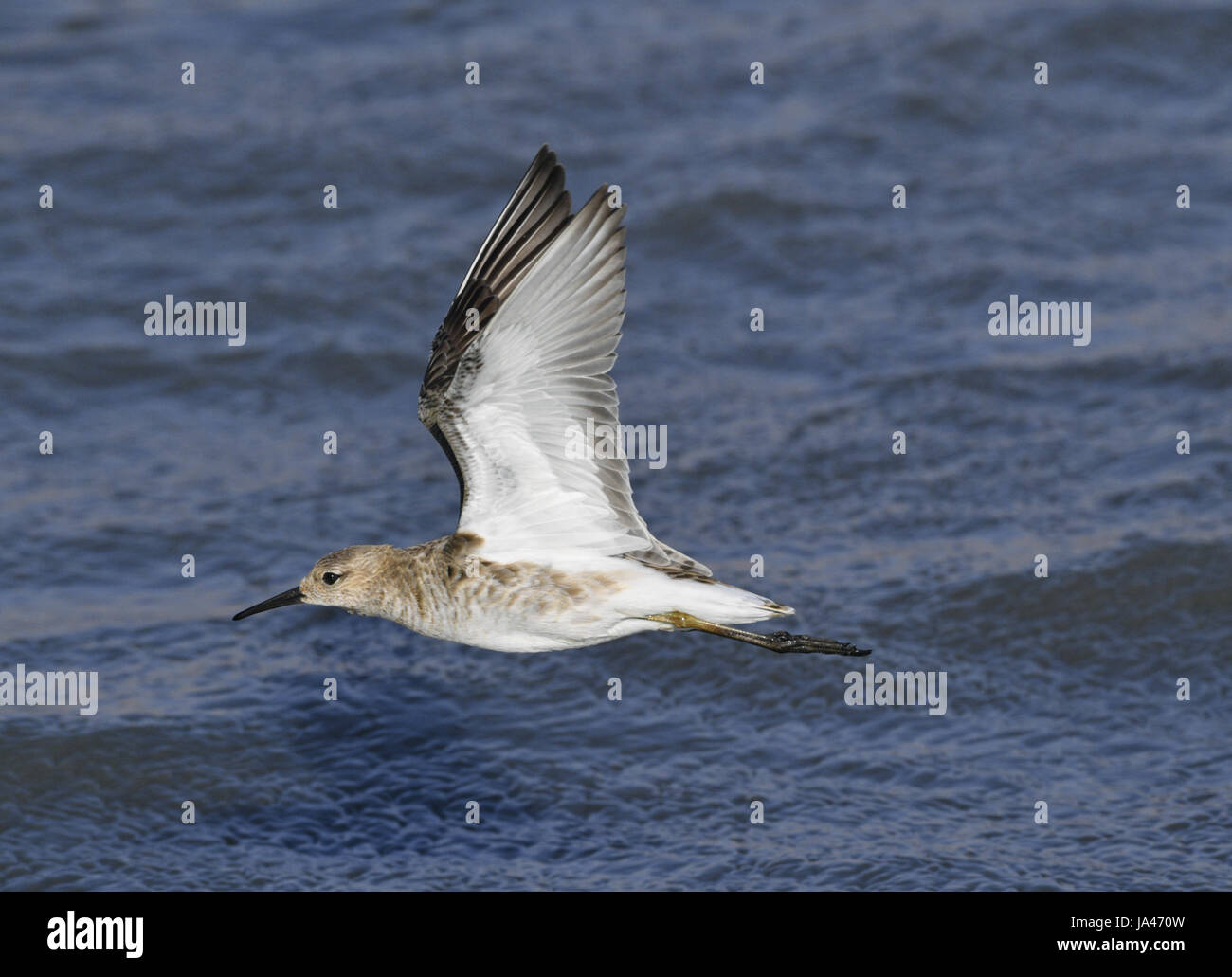 Ruff - Philomachus pugnax Stock Photo