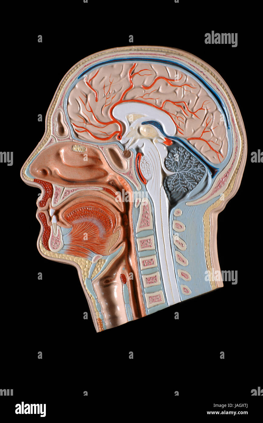 Anatomical model of human head, Stock Photo