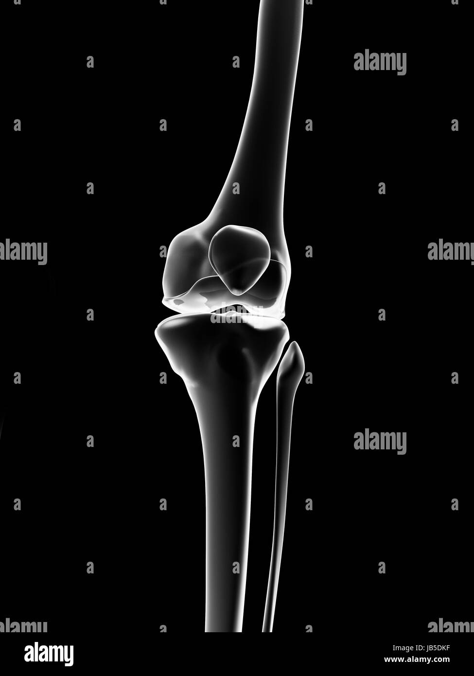 medical illustration of the knee Stock Photo