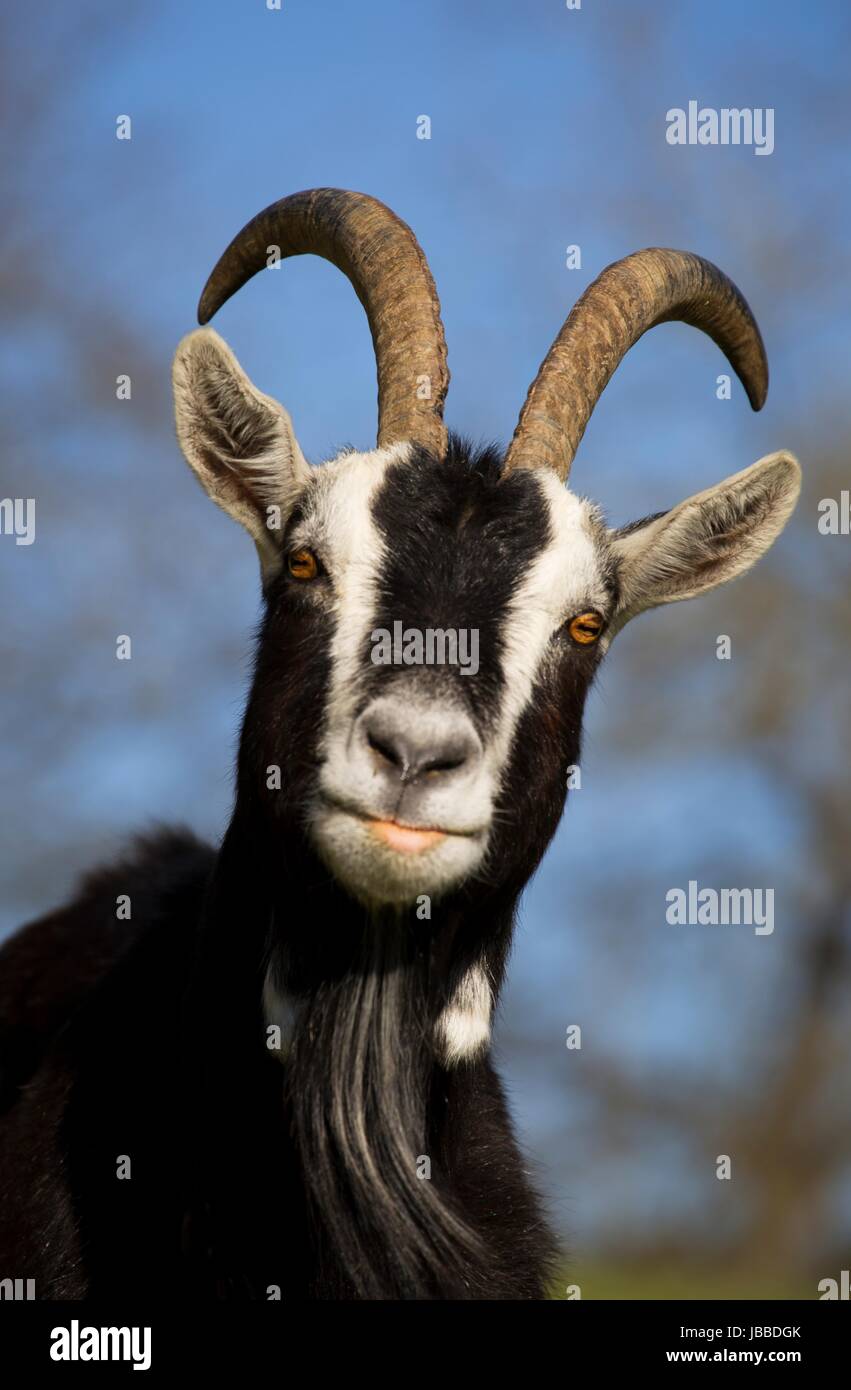 goat Stock Photo