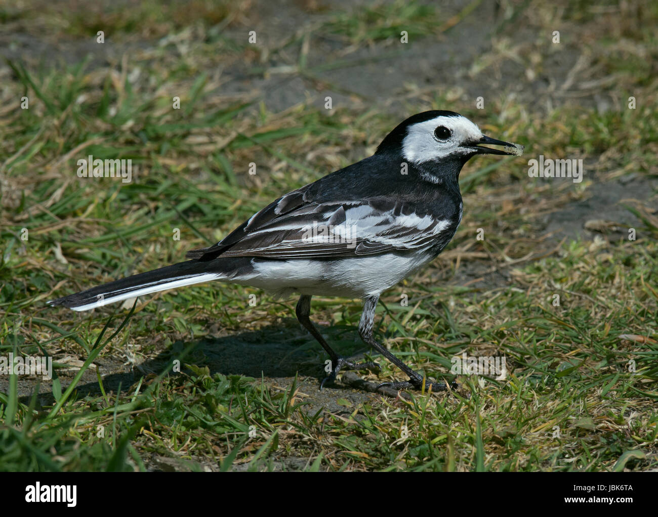 PIED WAGTAIL, Motacilla alba yarrellii, foraging on grass in garden in UK Stock Photo