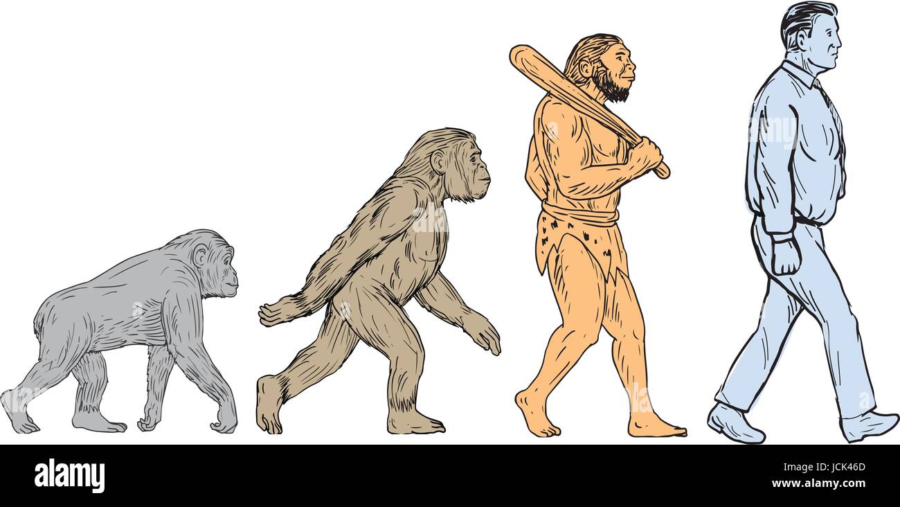 Drawing sketch style illustration showing human evolution from primate ape, homo habilis, homo erectus to modern day human homo sapien walking viewed  Stock Vector