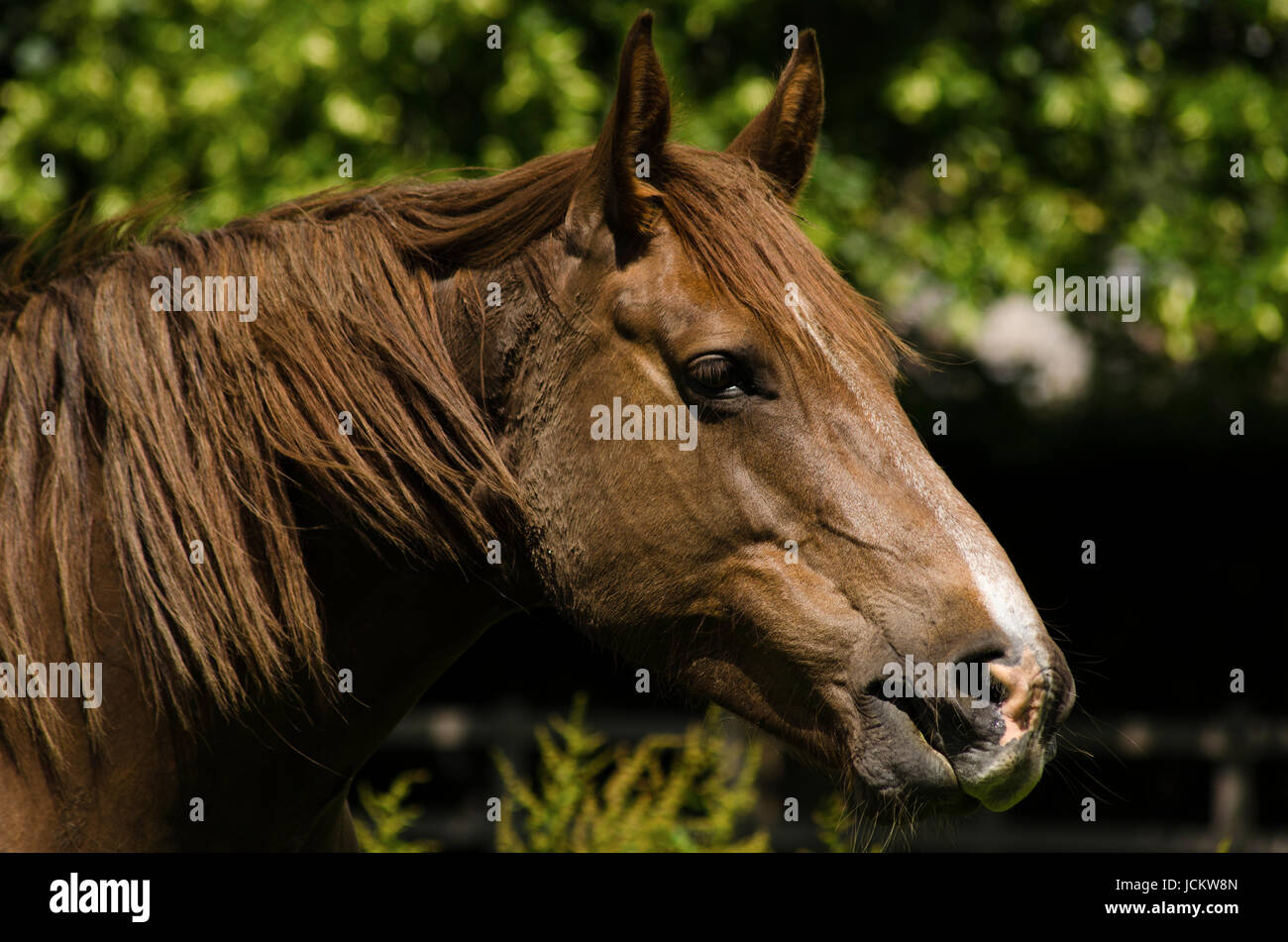 Beautiful horse Stock Photo