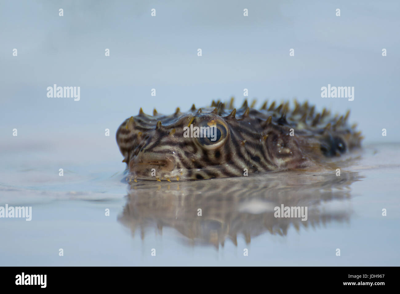 striped burrfish (Chilomycterus schoepfi) Beached - Longboat Key, Florida, USA Stock Photo