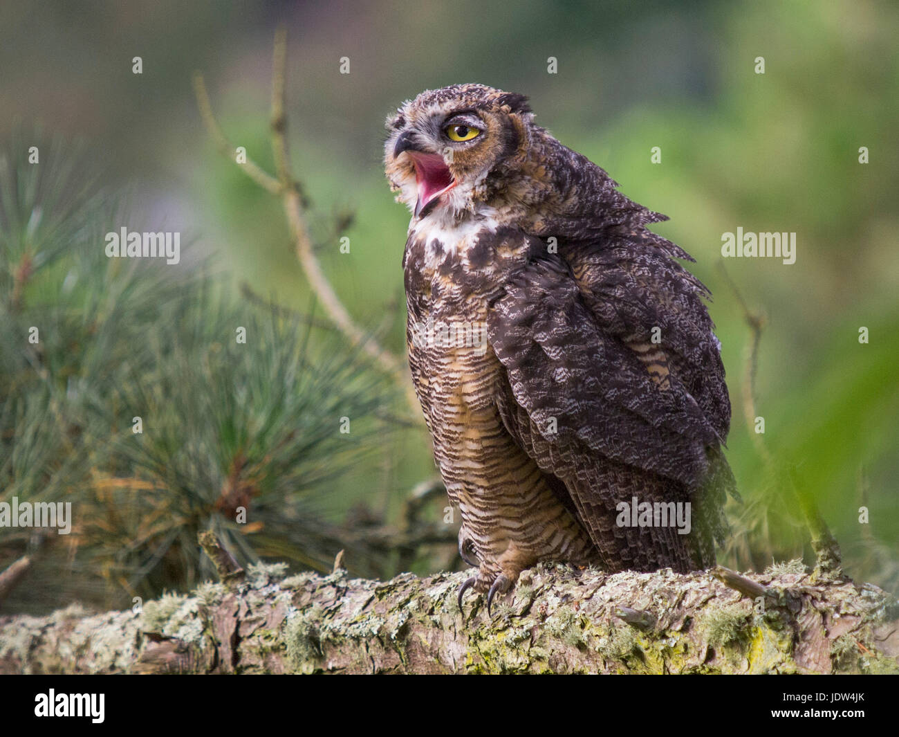 Great horned owl, Bubo virginianus, juvenile Stock Photo