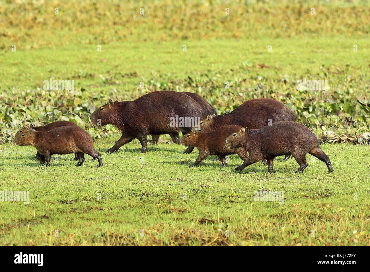 Capybara or water pig, Hydrochoerus hydrochaeris, the world-biggest rodent, batch Lianos, Venezuela, Stock Photo