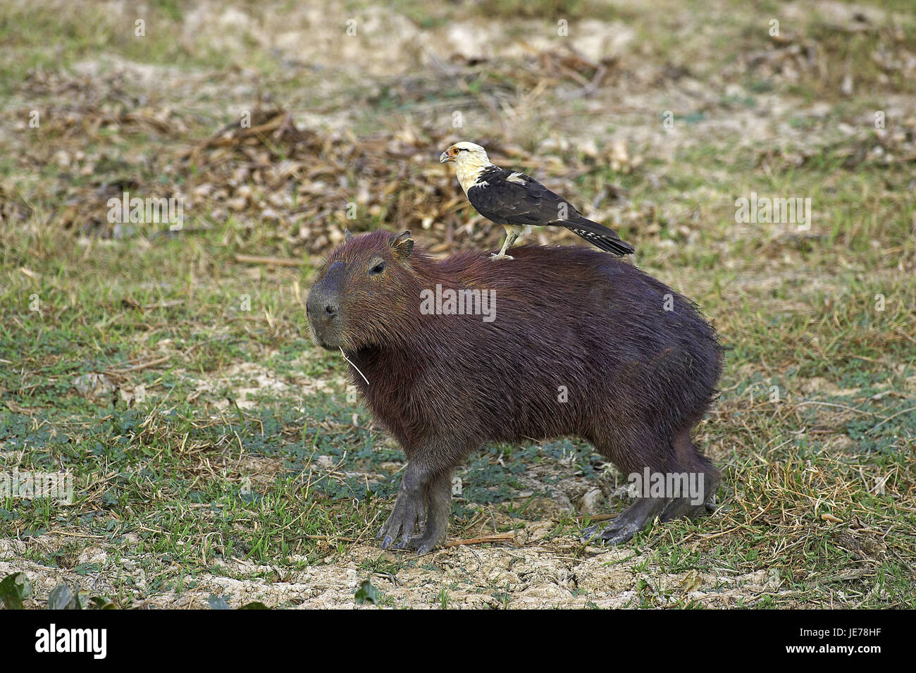 Capybara or water pig, Hydrochoerus hydrochaeris, yellow head-Chimachima, Milvago chimachima, the world-biggest rodent, batch Lianos, Venezuela, Stock Photo