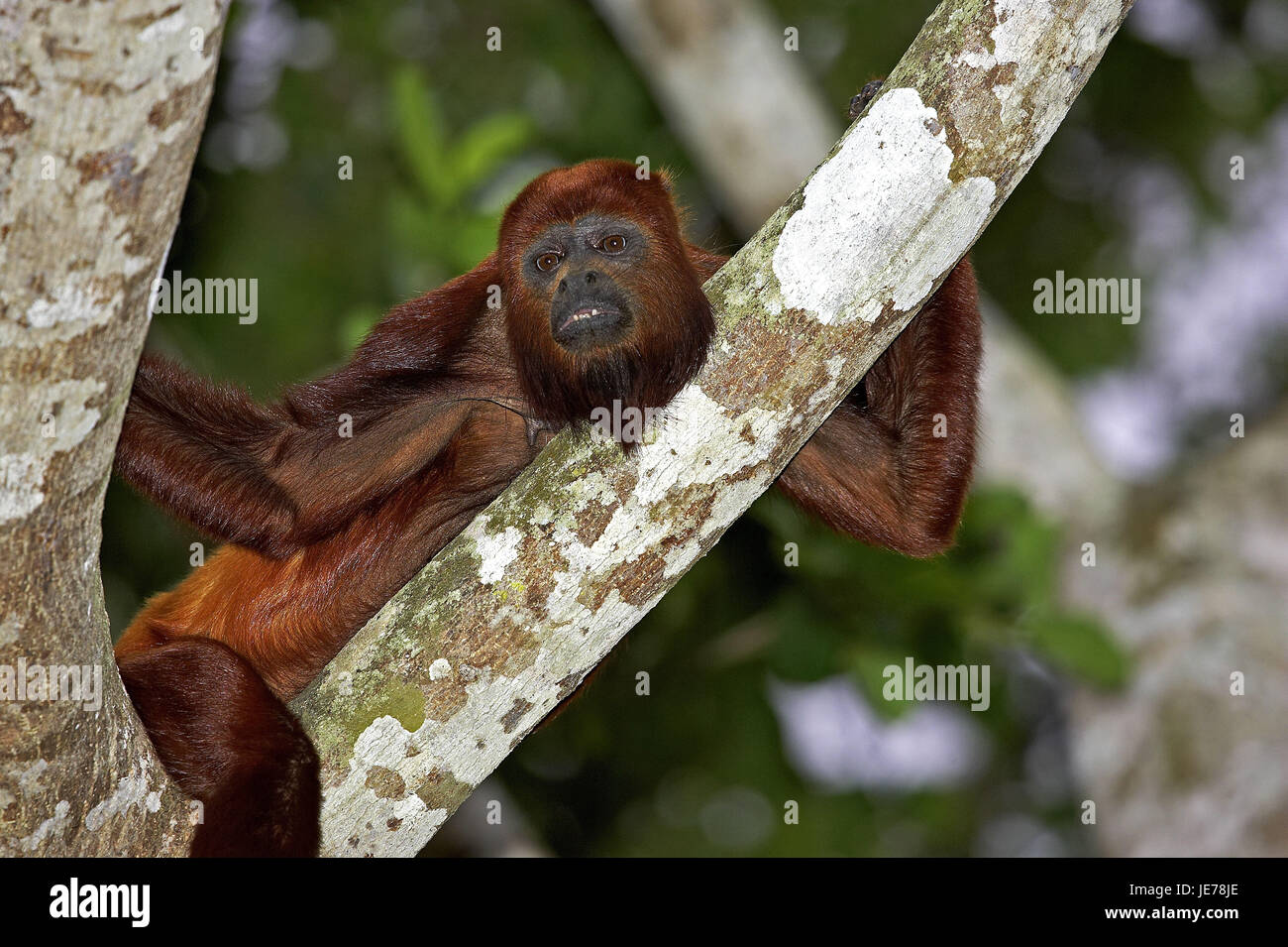 Red howling monkey, Alouatta seniculus, adult animal, stand, branch, batch Lianos, Venezuela, Stock Photo