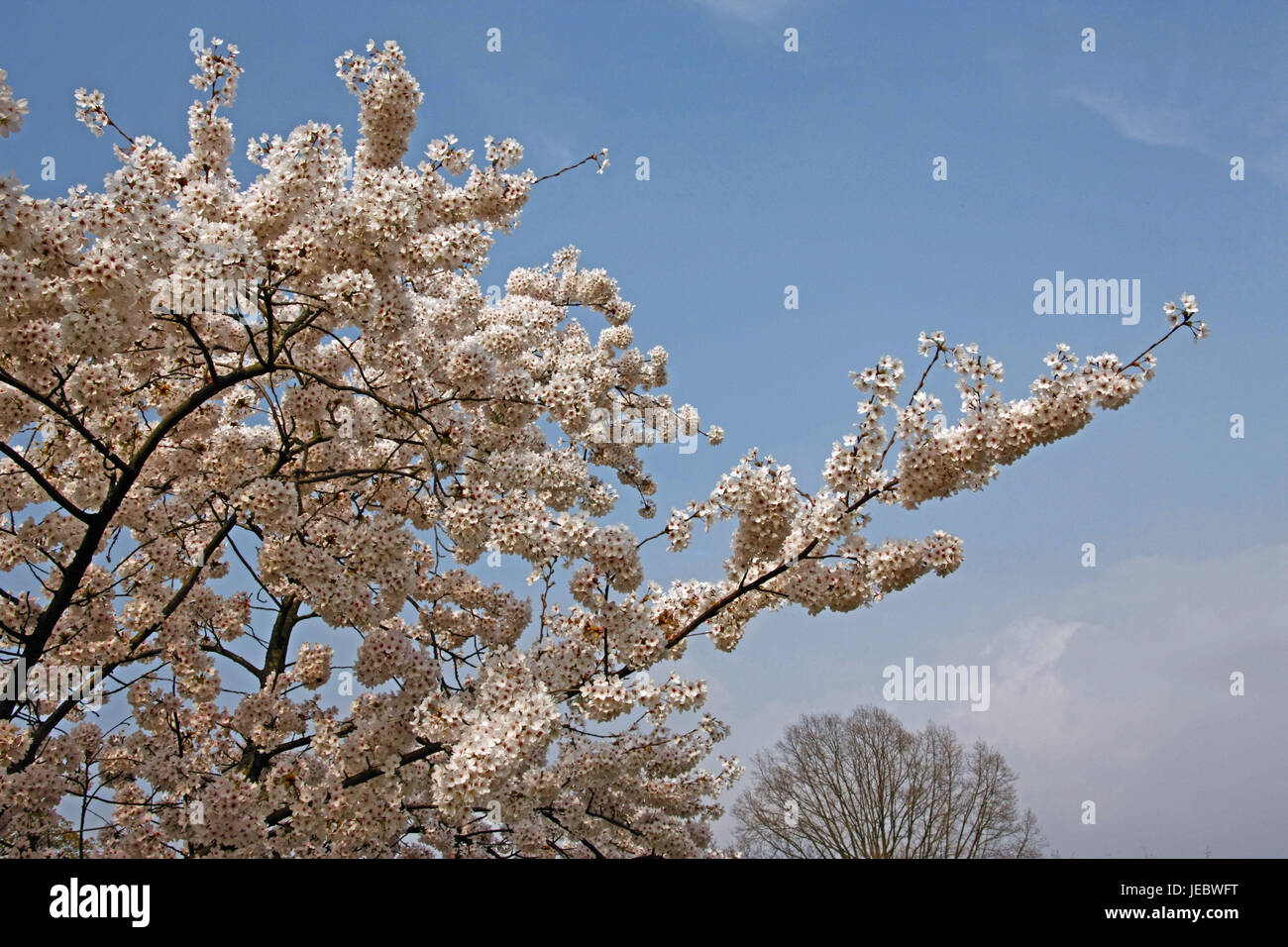 Spring, blossoming of a tree, Yoshino cherry or Tokyo cherry, Prunus x yedoensis, Rosaceae, Germany, wine home, mountain road, Stock Photo