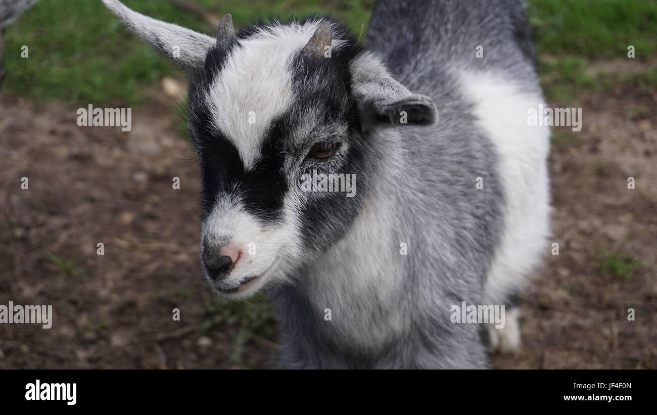 the humble goat Stock Photo