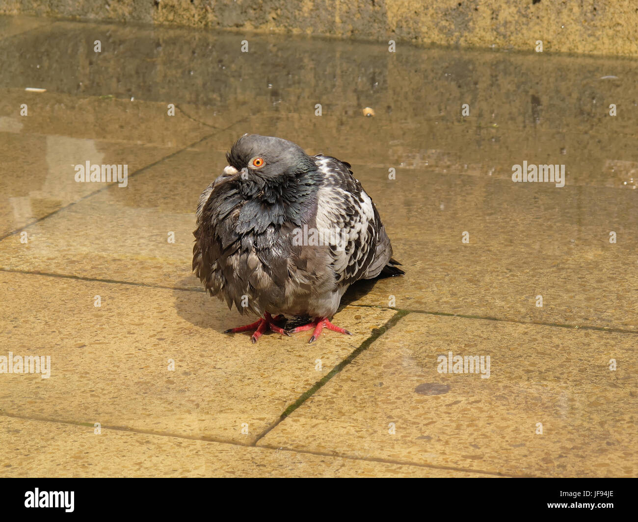 rain soaked Glaswegian wet pigeon Stock Photo