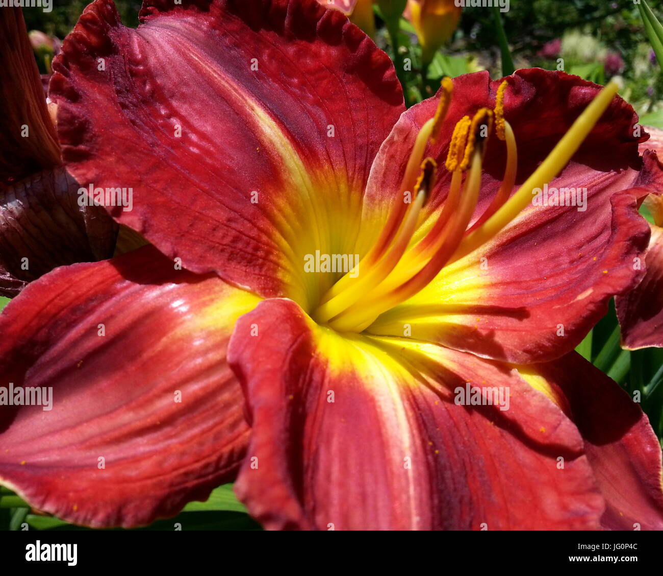 Red Lily Stock Photo