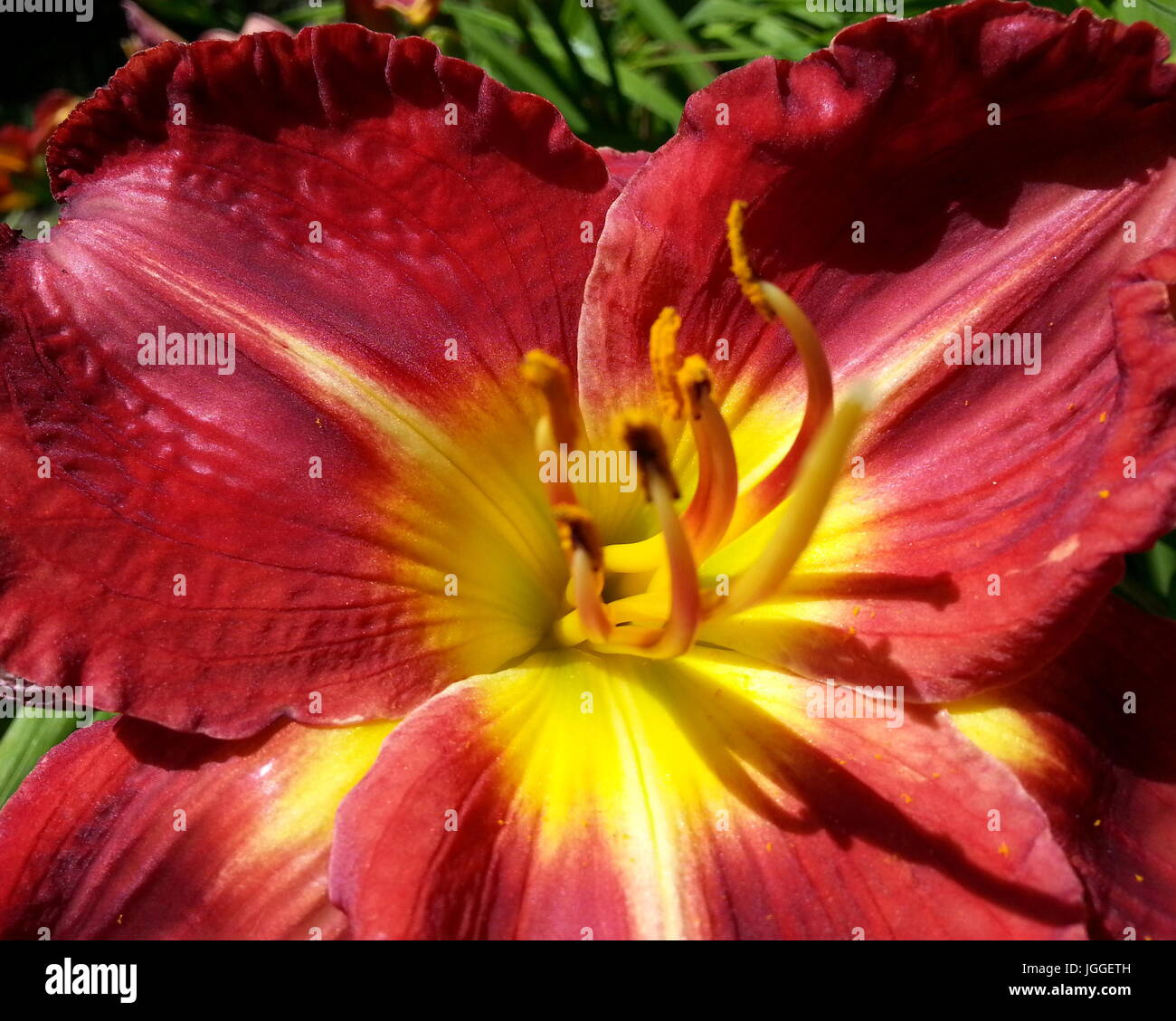 Red Lily with Yelllow Stamen Stock Photo