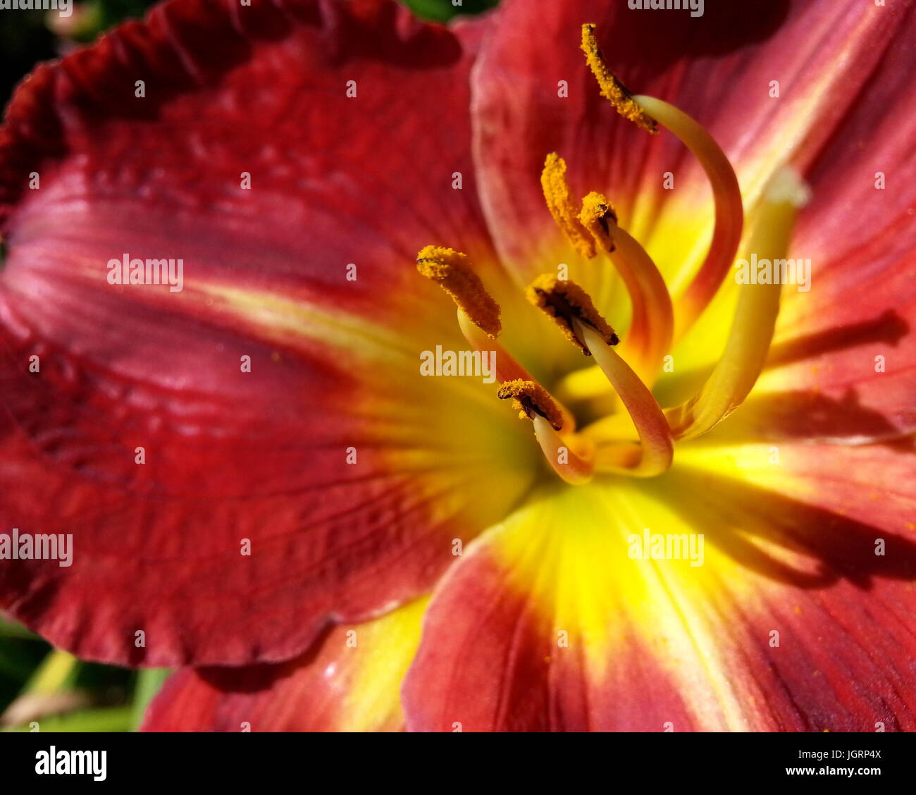 Red Lily Stock Photo