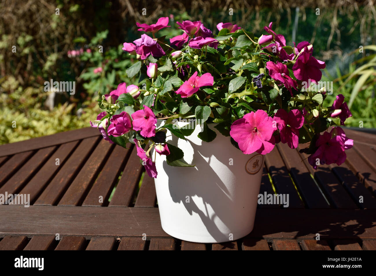 Busy Lizzie (Impatiens walleriana) in a flower pot standing on a table, Picture from the North of Sweden. Stock Photo