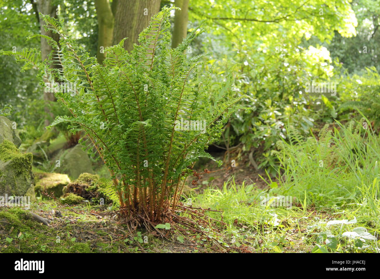 Dryopteris affinis 'Cristata', often referred to as the King of English Ferns, in the woodland area of an English garden in late May, UK Stock Photo