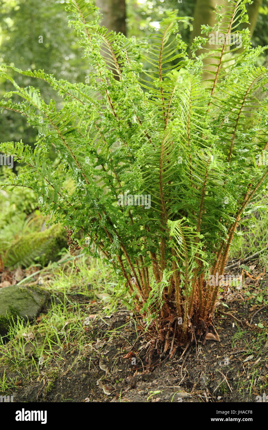 Dryopteris affinis 'Cristata', often referred to as the King of English Ferns, in the woodland area of an English garden in late May, UK Stock Photo