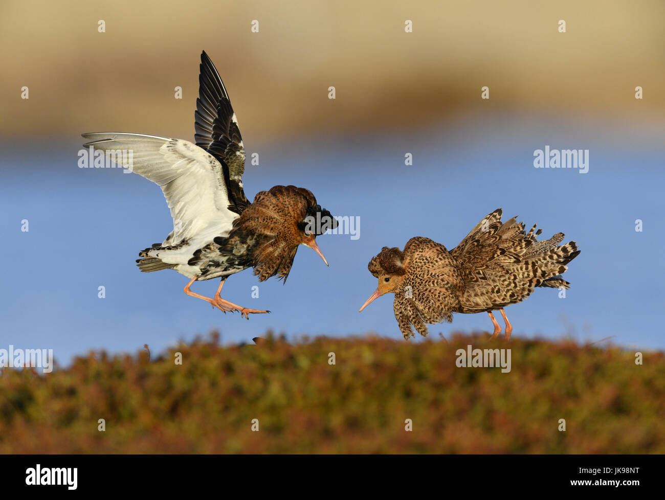 Ruff - Philomachus pugnax Stock Photo