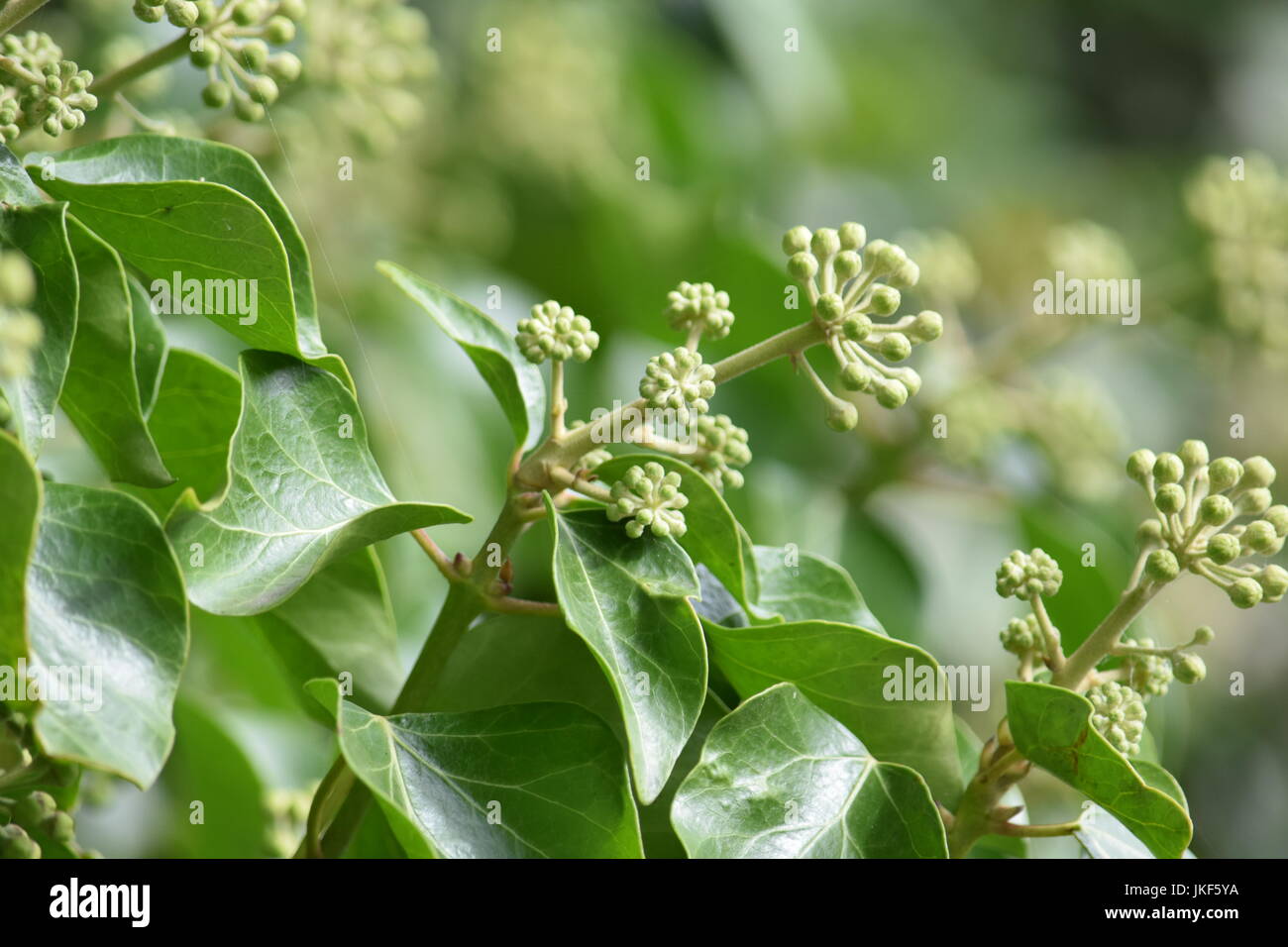 Hedra or ivy Stock Photo - Alamy