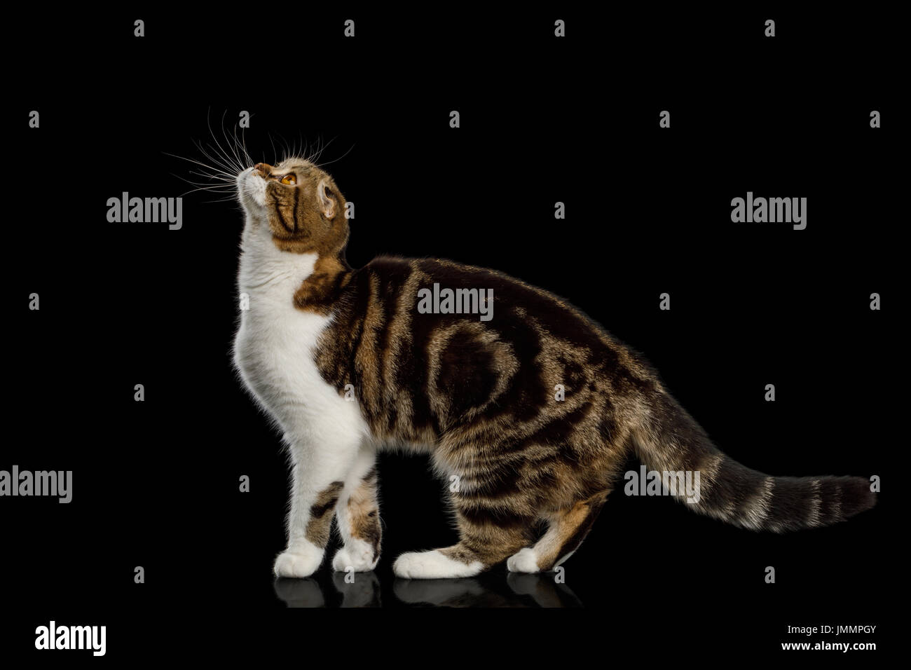 Scottish Fold Cat on Black Background Stock Photo