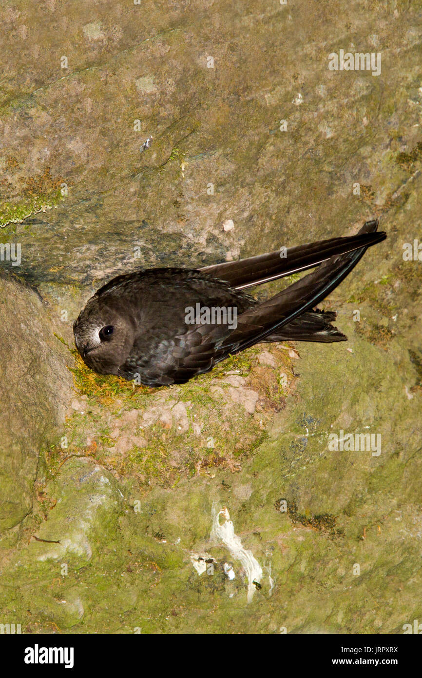 Black Swift  Cypseloides niger Box Canyon Falls, Ouray County, Colorado, United States 29 June 2017      Adult on nest.       Apodidae Stock Photo