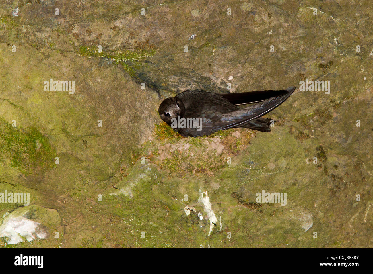 Black Swift  Cypseloides niger Box Canyon Falls, Ouray County, Colorado, United States 29 June 2017      Adult on nest.       Apodidae Stock Photo