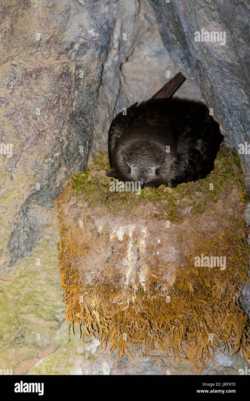 Black Swift  Cypseloides niger Box Canyon Falls, Ouray County, Colorado, United States 29 June 2017      Adult on nest.       Apodidae Stock Photo